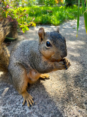 Squirrel Closeup 02