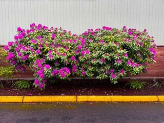 Two Rhododendron Bushes 02