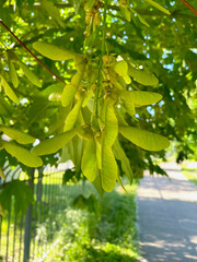 Big Leaf Maple Seeds 02