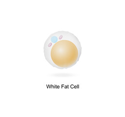 White fat cells. Adipocytes. Lipid droplets. Adipose tissue. Vector illustration.	