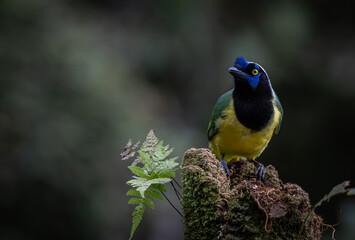 Obraz premium Birds of Colombia - Carriqui Verdiamarillo - Green Jay - Cyanocorax yncas 