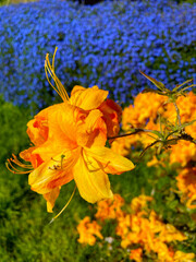 Flame Azalea Stamen 03