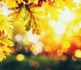 Branches with autumn yellow oak leaves hanging from above in an autumn park. Autumn background with leaves in the sunlit lights with bokeh. Beautiful nature background