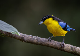 Birds of Colombia - Tangará Primavera - Blue-winged Mountain-Tanager - Anisognathus somptuosus 