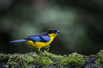 Birds of Colombia - Tangará Primavera - Blue-winged Mountain-Tanager - Anisognathus somptuosus 