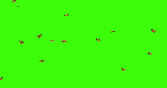 3D beautiful Group of butterflies flying on a green screen background, environment nature animation element, 4k Colorful Butterflies Flying On Green Screen Matte Background Animation Stock Footage