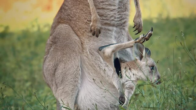 Mother and curious cute baby kangaroo in her pouch. Family of the Australian outback