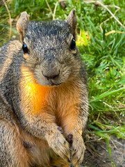 Squirrel Glance