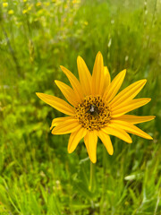 Mule Ear Star Flower 02