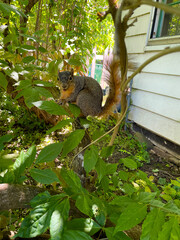 Squirrel Looks 01
