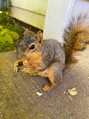 Squirrel with Nut Closeup 02