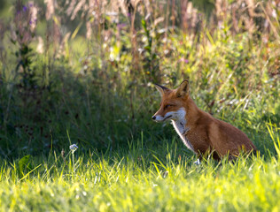 Red fox backlit by morning sun, golden light with lush vegetation