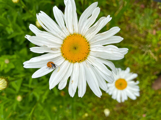 Fototapeta premium Daisy Mandala with Ladybug 02