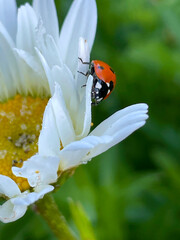 Ladybug Daisy Petal 03
