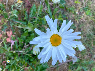 Shasta Daisy Mandala 01 © C Vincent Ferguson