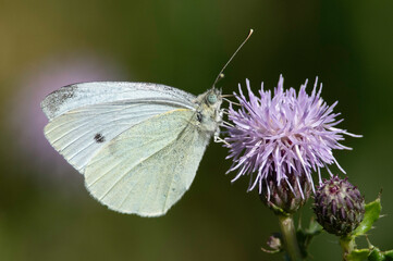 Cabbage Buterfly