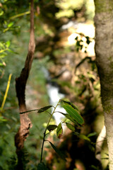 Cascata num parque natural, ecológico 