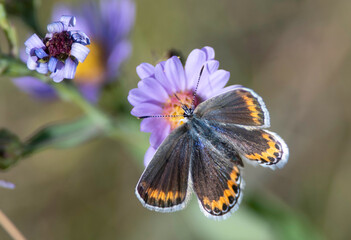 Blue Melissa Butterfy