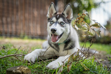 siberian husky puppy