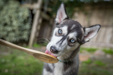 husky portrait licking peanut butter spoon