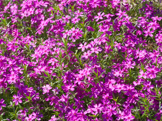 Pink flowers meadow. Pink phlox subulate field. Flowers landscape. Pink moos phlox flowers. Spring background. Spring flowers meadow. Greeting card, invitation. Pink aesthetic. Floral texture.