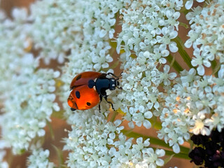 Ladybug Bulwort 03
