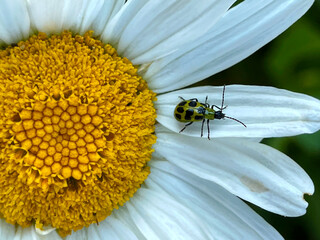 Cucumber Beetle on Daisy  02