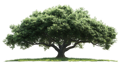 Lush Green Tree Stock Image, Large Oak Tree Illustration, Majestic Tree with Dense Foliage, Vibrant Nature Scene, Botanical Art