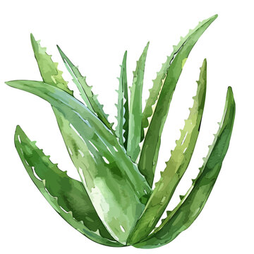 recommend clip art: Watercolor clipart of aloe vera, isolated on a white background, and aloe vera vector