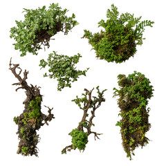 Green Moss Clusters, Natural Foliage Elements, Botanical Plant Illustration, Forest Flora, Lush Vegetation Art