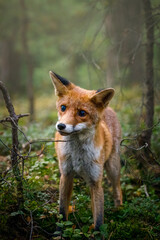 Fox in foggy morning. Red fox, Vulpes vulpes, hunting in green pine forest. Hungry fox sniffs about food in moor. Beautiful orange fur coat animal in habitat. Wildlife, summer nature. Clever beast.