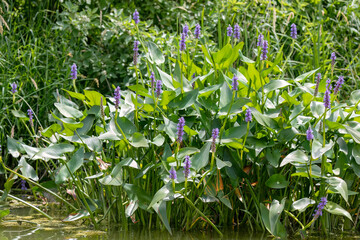 Pickerelweed, Pickerel Rush Water hyacinth (Pontederia cordata). The pickerelweed    or pickerel weed ,native amerivan flowers