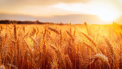 Obraz premium Wheat field. Ears of golden wheat close up. Beautiful Nature Sunset Landscape. Rural Scenery under Shining Sunlight. Background of ripening ears of meadow wheat field. Rich harvest Concept