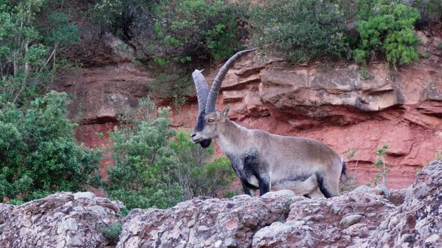 Mountain goat standing on rocky cliff