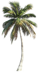 Tropical Palm Tree Illustration, Exotic Palm Tree Art, Nature Inspired Decor, Lush Green Palm Tree, Vacation Theme, Summer Vibes