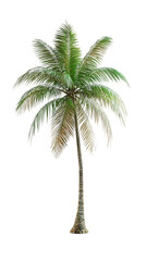 Tropical Palm Tree Illustration, Palm Tree Drawing, Botanical Art Print, Tropical Decor, Nature Illustration Wall Art, Palm Tree Poster