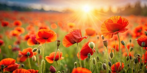Fototapeta premium Poppy flowers in a beautiful field with space for text, poppy, flowers, field, nature, red, bloom, petals, meadow