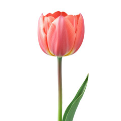 A detailed single tulip with a strong, green stem, background isolation, full depth of field
