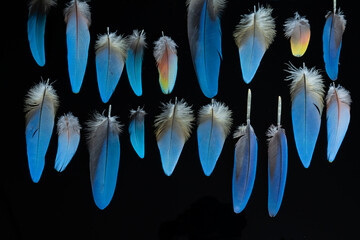 blue feathers