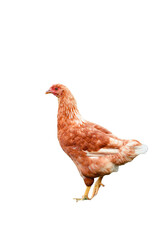 chicken isolated on white transparent background. PNG