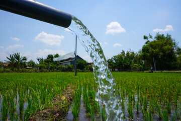Fototapeta premium Irrigation of rice fields using pump wells with the technique of pumping water from the ground to flow into the rice fields. The pumping station where water is pumped from a irrigation canal. Pvc pipe
