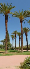 Fototapeta premium Meknes, Morocco, August 13, 2024: Stunning and attractive phone wallpapers from the lahboul historical park in the Ismaili capital of Meknes