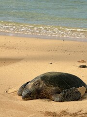 turtle on the sand