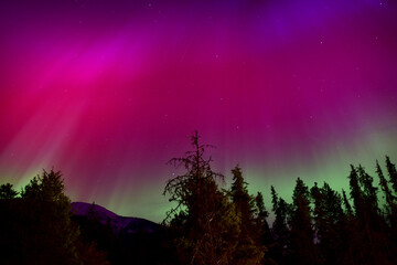 Red Pink Purple Green Aurora Borealis with trees