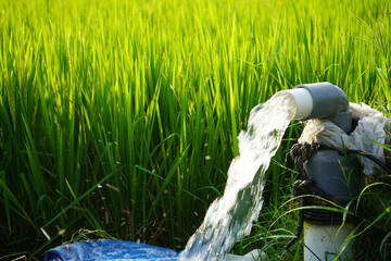 Irrigation of rice fields using pump wells with the technique of pumping water from the ground to...