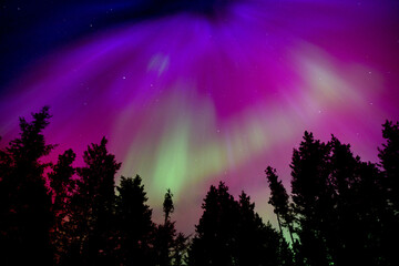 Amazing Purple Pink and Green Aurora Borealis