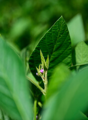 Soybean crop field , in the Buenos Aires Province Countryside, Argentina.