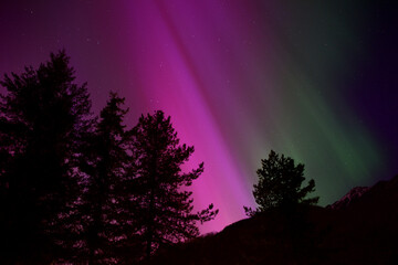 Pink Northern Lights with tree silhouetts