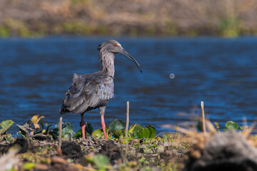 Plumbeous ibis,Theristicus caerulescens, Pantanal, Mato Grosso, Brazil.