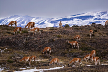 Guanacos grazing,Torres del Paine National Park, Patagonia, Chile.